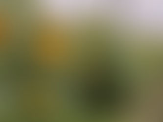 7月26日~8月3日🌻清瀬ひまわりフェスティバル