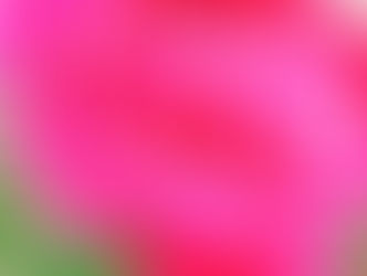 芍薬