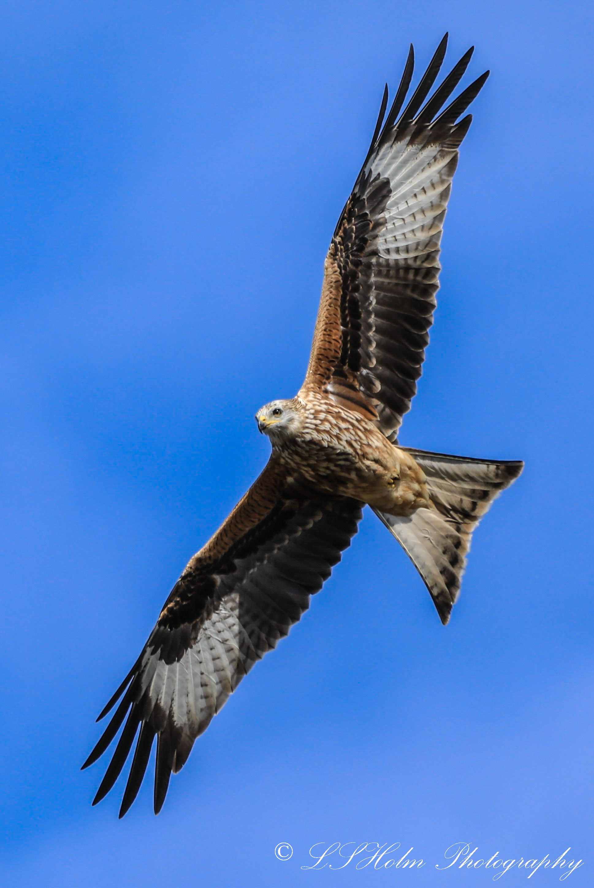 Red Kite Soaring