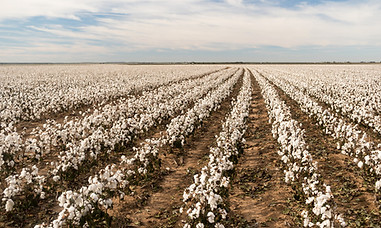 Hey Lola Cotton Farm.jpg