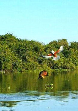 Thumbnail: Day Use no Pantanal