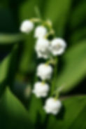 lily-of-the-valley-1663624988.jpg