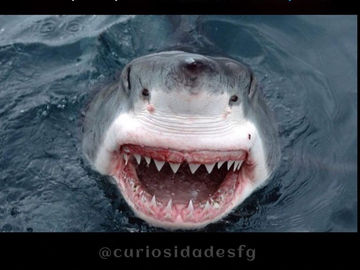 Estéticamente Incorrecto