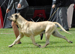 Cimarron Uruguayo