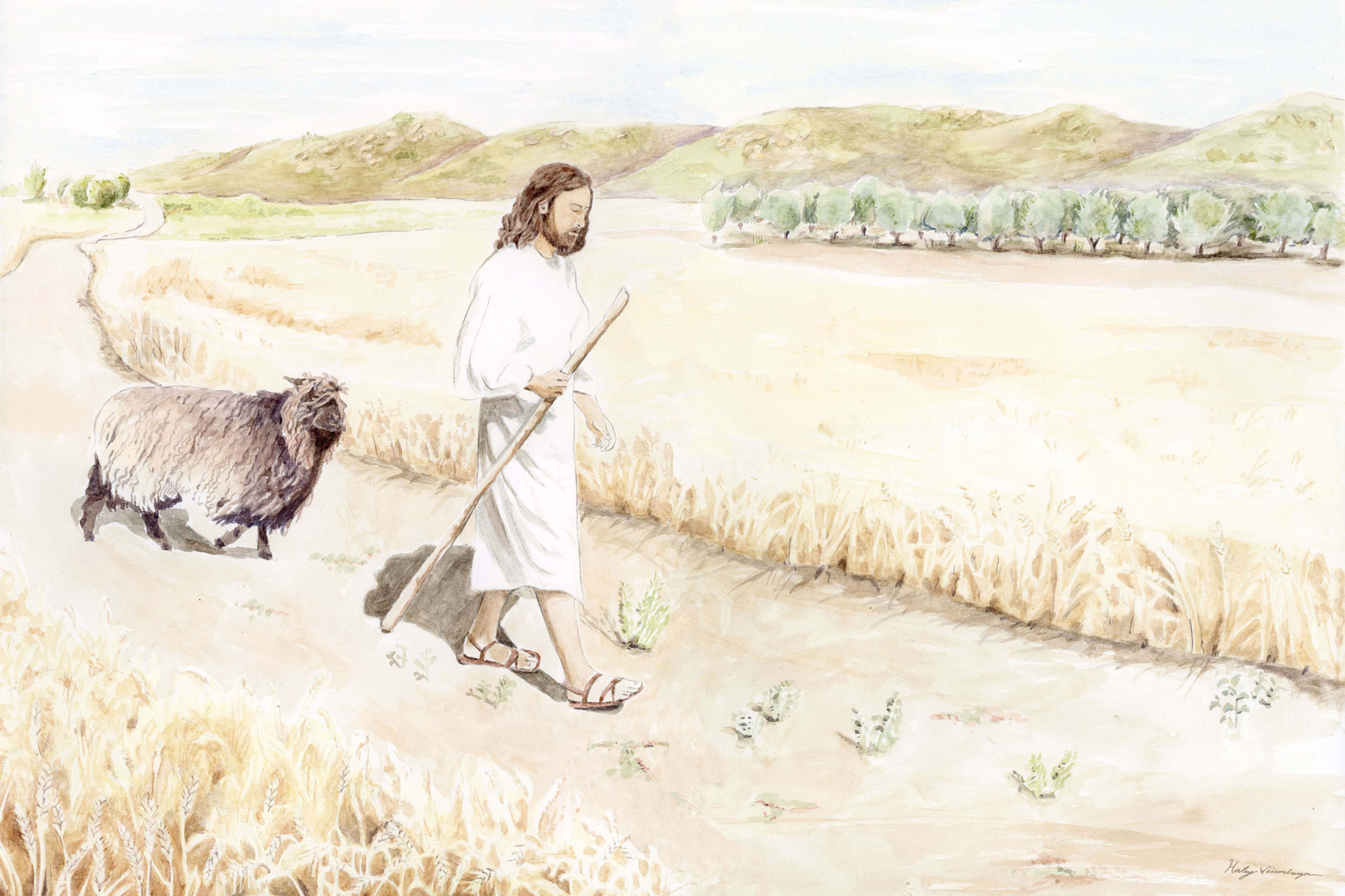Following Our Lord Through the wheat and Past the Olives