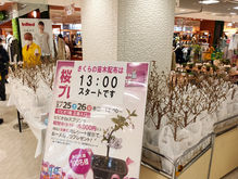 「桜の苗木」プレゼント イベントレポート