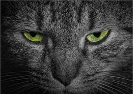 Comp 7 - 2nd - I'm watching you - Gabor Horvath.jpg