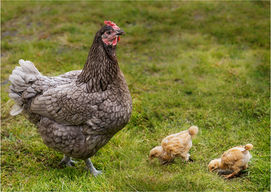 1st Proud Mama 104.jpg