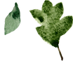 Watercolor Leaves