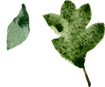 Watercolor Leaves