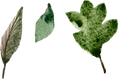 Las hojas de la acuarela