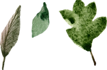 Watercolor Leaves