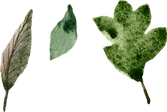 Watercolor Leaves