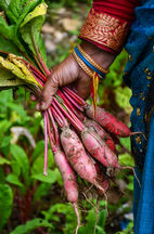 DSC_2702-1.JPG