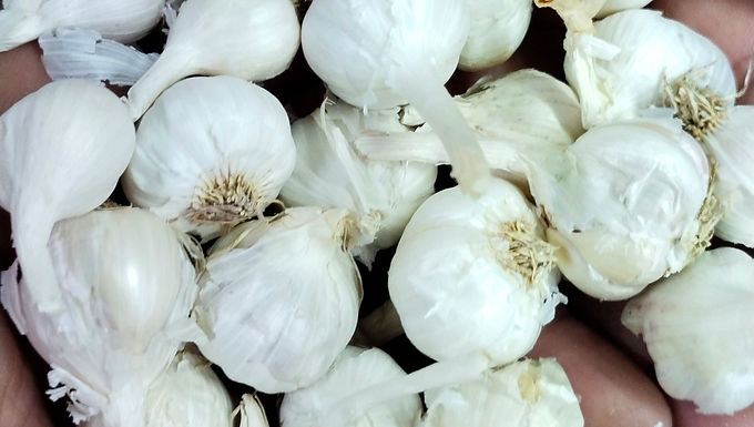 Pearl garlic for Karnataka buyers, wholesale from Pahal Traders