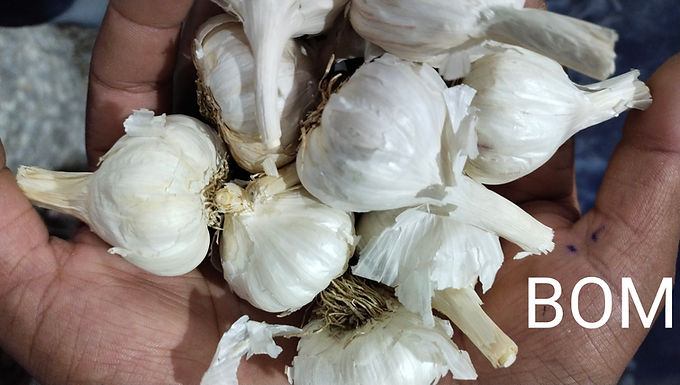 Bom garlic, 41+ mm, wholesale from Pahal Traders, Mandsaur