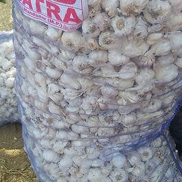 Big Datra garlic for Gujarat buyers and processors, Pahal Traders