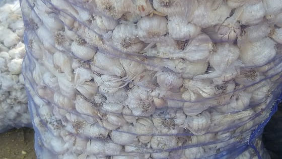 Big Datra garlic wholesale from Pahal Traders, Mandsaur