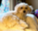 HHHAnnieposedwebsite (1).heic