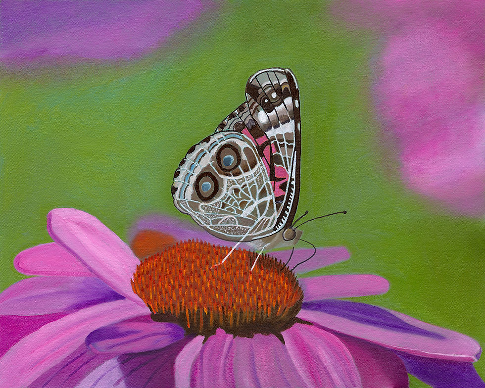 Mr. Majestic Butterfly - Giclee Prints