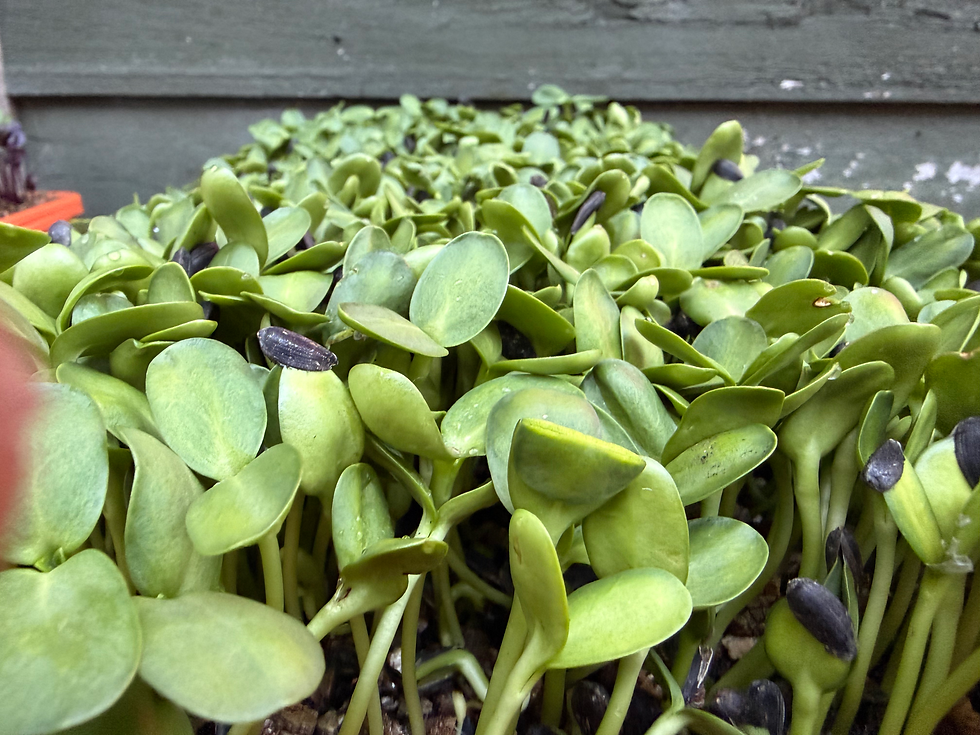 Thumbnail: Crunchy Mix Microgreens (Blend of Pea Shoots, Radish & Sunflower Shoots) - 70g