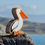 Thumbnail: Lanka Kade Natural White and Orange Pelican