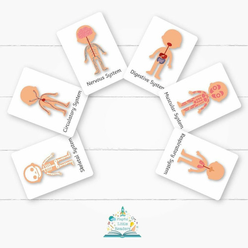 Body Systems Flashcards Curious Littles Play