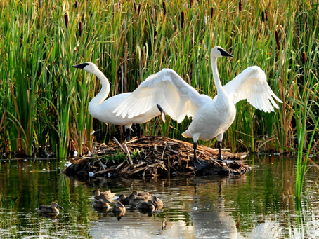 Beyond Life Lists for a Curious, Cautious Birder: The Trumpeter Swan