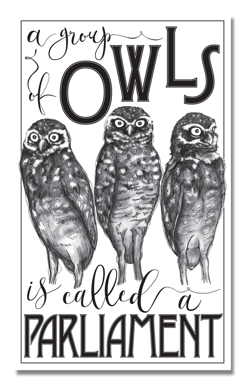 Animal Groupings: Owls