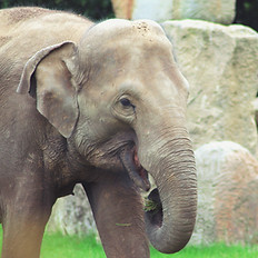 elephant