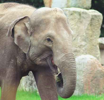 elephant