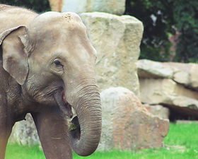 elephant
