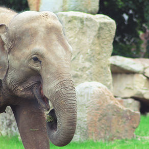 Genuius Gia Goes to the Zoo