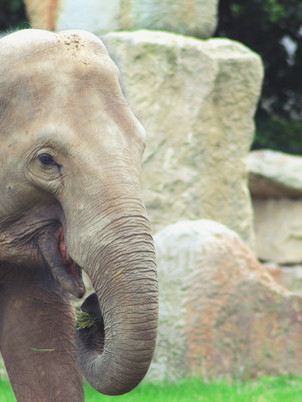 elephant