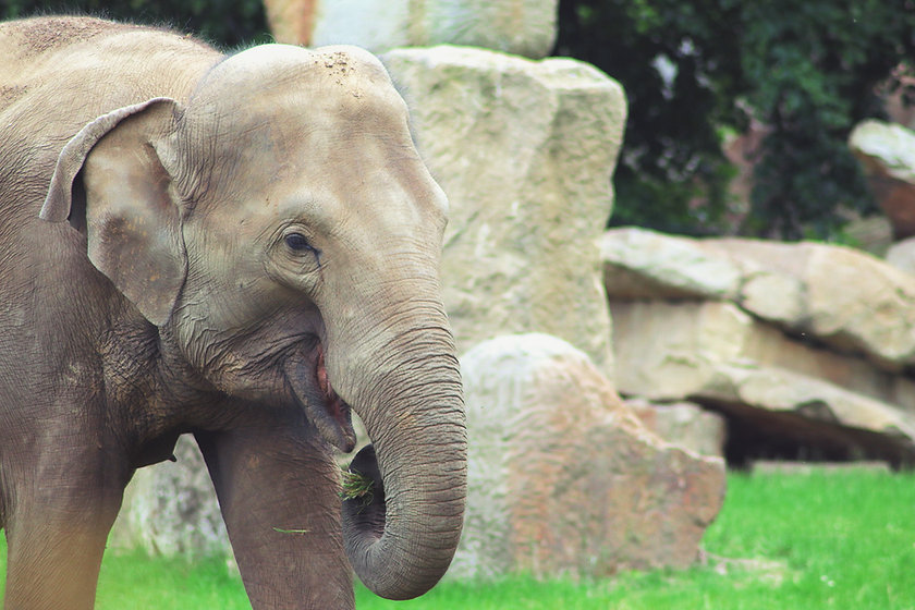 Composing Worlds With Elephants: Online Conference on Human-Elephant Relationships