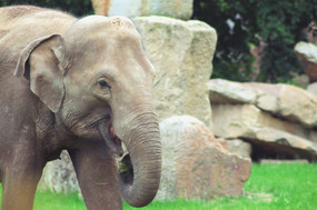 elephant