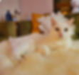 White rescue cat