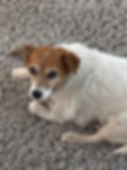 Bella new.jpeg