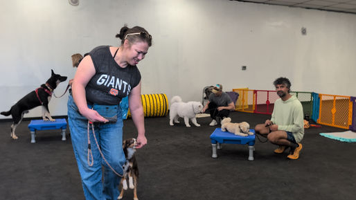 Puppy Agility for Beginners: Start Smart