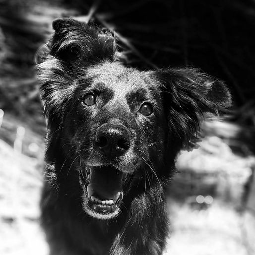 Positive Reinforcement Dog Training Barking