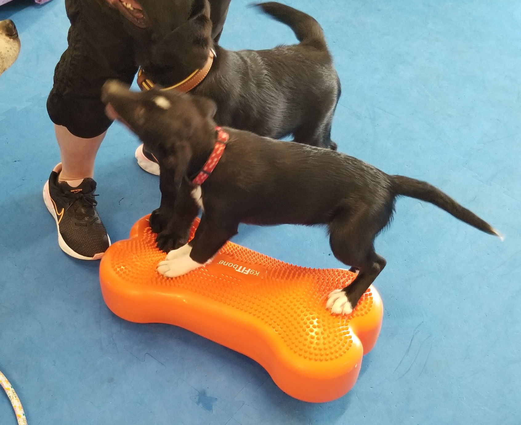 Puppy agility is a very fun class. San Jose ca