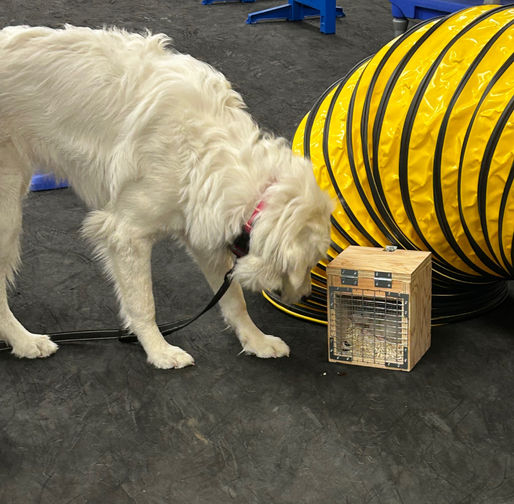 NASDA Dog Sports: Is It Right for Your Dog?