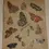 Thumbnail: A full view of the J.H. Sulzer 1776 Lepidoptera butterfly art print featuring various butterfly species with burned edges and