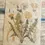 Thumbnail: Taraxacum officinale (dandelion) botanical print, Köhler’s Medizinal-Pflanzen (19th century); handmade parchment style with b