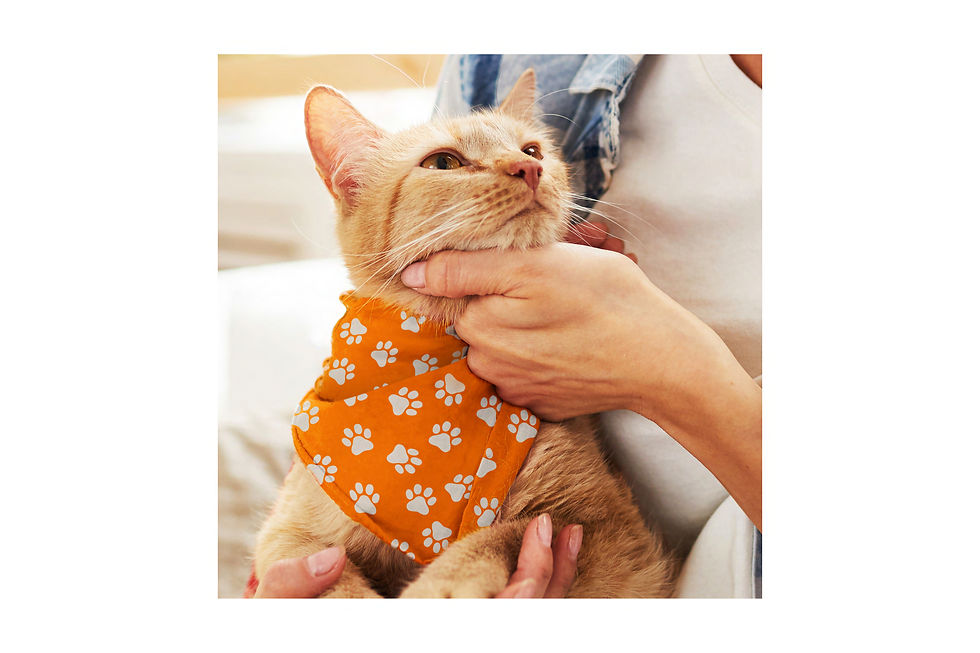 Promotional Products Australia - Custom Printed Cat Bandanas - Merchandise Up