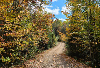 Fall Leaves on Dirt Road in Ontario