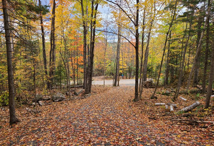 Fall Leaves on Driveway