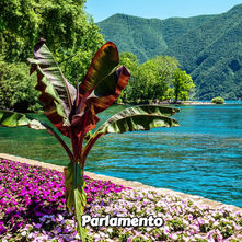 Parlamento Ticino Svizzera, Salute dei boschi ticinesi, 16 marzo 2026