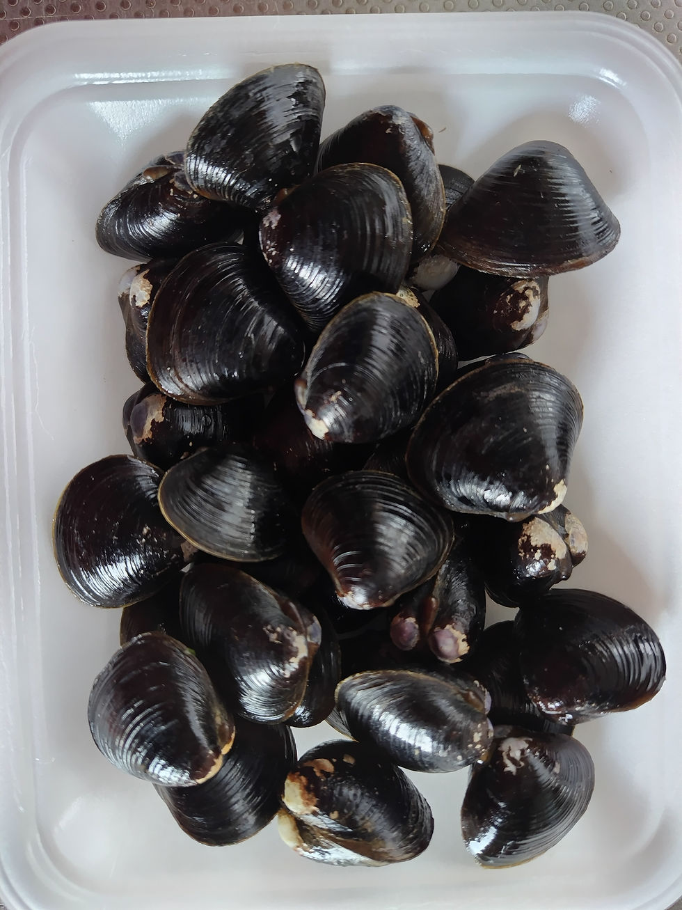 ②近くの魚屋で買ったシジミ 何か出るかな?