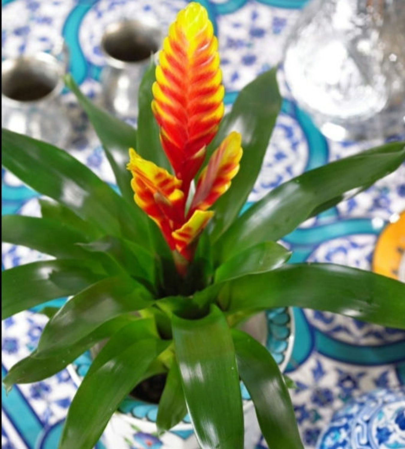 Vriesia guzmania con tiesto de cerámica